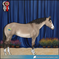 Horse Color:Brown Dun 