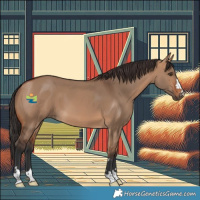 Horse Color:Bay Dun 