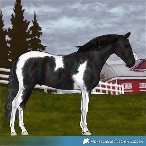 Horse Color:Midnight Grullo Ice Tobiano 