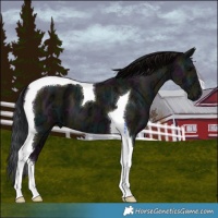 Horse Color:Midnight Grullo Ice Tobiano 