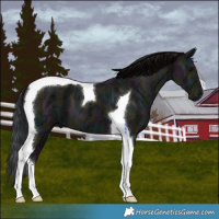 Horse Color:Midnight Grullo Ice Tobiano 