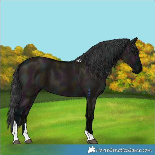 Horse Color:Midnight Grullo Tobiano 