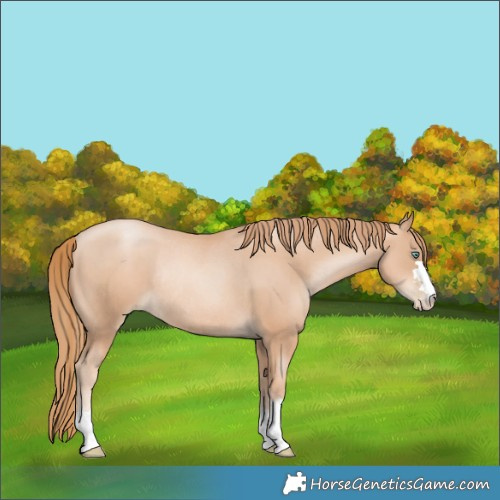 Horse Color:Gold Champagne Pearl Rabicano  and Gold Champagne Pearl Rabicano 