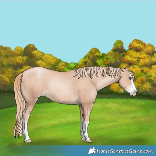 Horse Color:Gold Champagne Pearl Rabicano and Gold Champagne Pearl Splash Rabicano