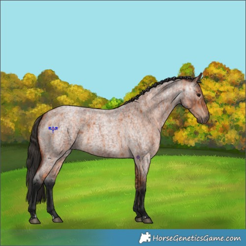 Horse Color:Bay Roan  and Gray Bay Roan 