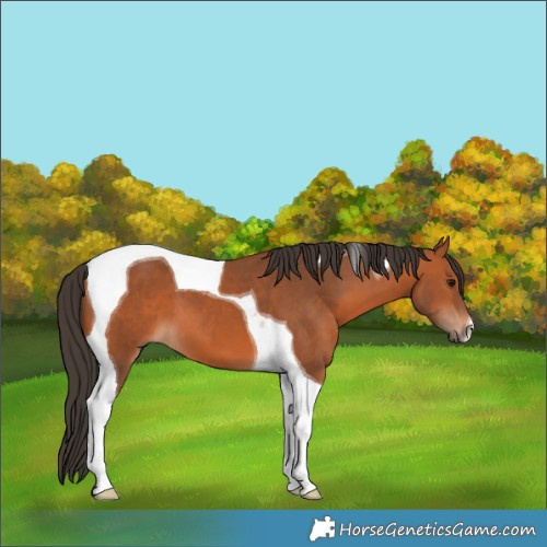 Horse Color:Bay Tobiano 