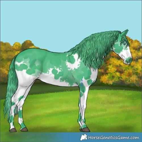 Horse Color:Watercolor Black Splash 