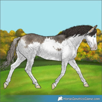 Horse Color:Buckskin Splash 