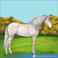 Horse Color:Silver Perlino Roan 