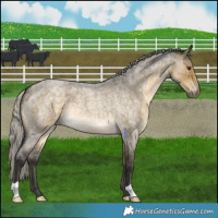Horse Color:Silver Buckskin Roan Dun