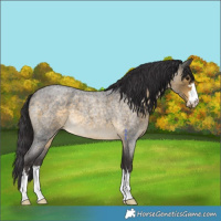 Horse Color:Buckskin Roan 