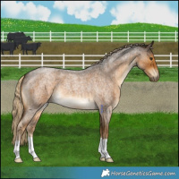 Horse Color:Chocolate Palomino Roan 