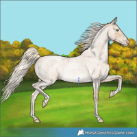 Horse Color:Cremello Roan