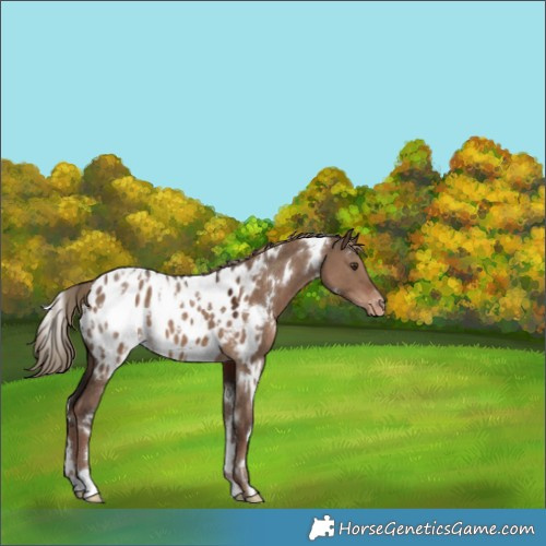 Horse Color:White Spotted Liver Red Dun Appaloosa 