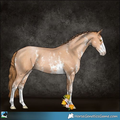 Horse Color:Bay Pearl Sabino 