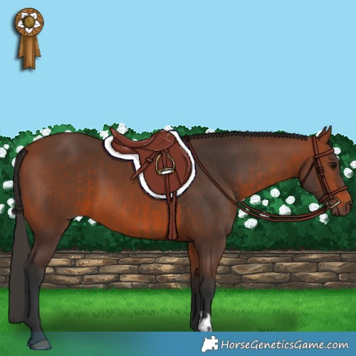 Horse Color:Bay  and Bay 