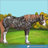 Horse Color:White Spotted Liver Chestnut Appaloosa Rabicano
