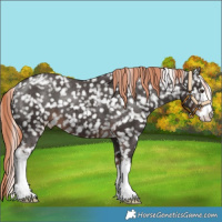 Horse Color:White Spotted Liver Chestnut Snowflake VarnishRabicano 