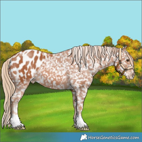 Horse Color:Chestnut Appaloosa 