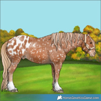 Horse Color:Chestnut Appaloosa 