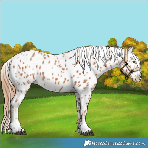 Horse Color:Chestnut Appaloosa 