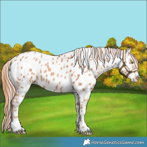 Horse Color:Gold Champagne Appaloosa  and Gold Champagne Appaloosa 