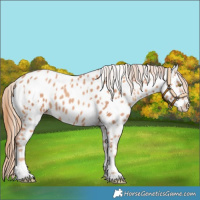 Horse Color:Gold Champagne Near Leopard and Gold Champagne Near Leopard