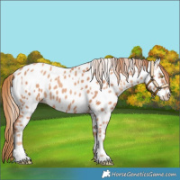 Horse Color:Gold Champagne Appaloosa and Gold Champagne Appaloosa