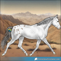 Horse Color:Liver Red Dun Appaloosa 