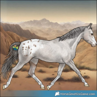 Horse Color:Liver Red Dun Appaloosa