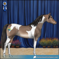 Horse Color:Brown Dun Tobiano 