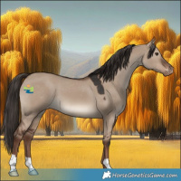 Horse Color:Liver Red Dun Appaloosa 