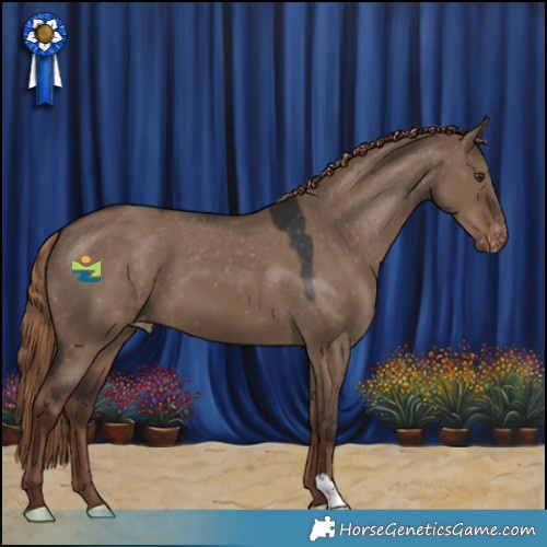 Horse Color:Liver Red Dun Appaloosa 