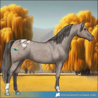 Horse Color:Liver Red Dun Appaloosa 