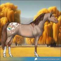 Horse Color:Red Dun Appaloosa 