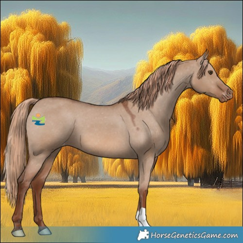 Horse Color:Red Dun Appaloosa 