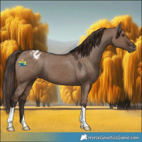 Horse Color:Liver Red Dun Appaloosa 