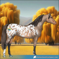 Horse Color:Bay Dun Appaloosa 