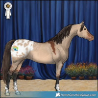 Horse Color:Bay Dun Appaloosa 