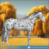 Horse Color:Brown Appaloosa 