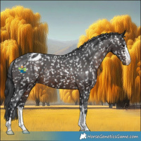 Horse Color:Brown Appaloosa 