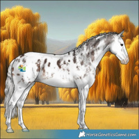 Horse Color:White Spotted Silver Brown Splash Appaloosa 