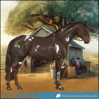 Horse Color:White Spotted Liver Chestnut 