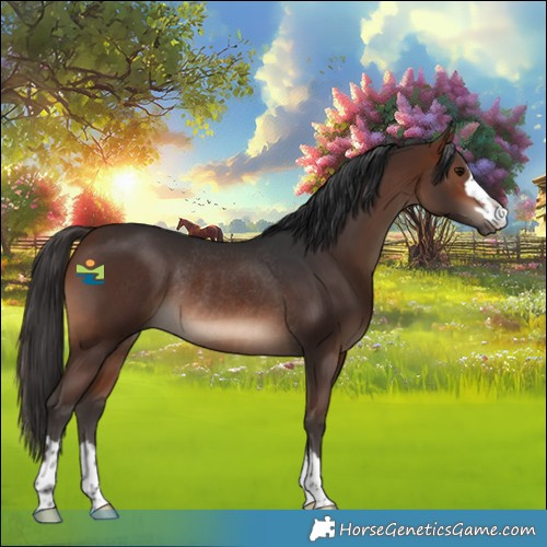 Horse Color:Brown Rabicano 