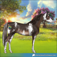 Horse Color:Liver Chestnut Sabino Rabicano