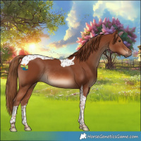 Horse Color:Chestnut Tobiano Rabicano