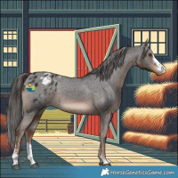 Horse Color:Liver Chestnut Sabino Appaloosa Rabicano 