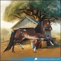 Horse Color:White Spotted Bay Sabino 