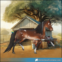 Horse Color:White Spotted Bay Sabino