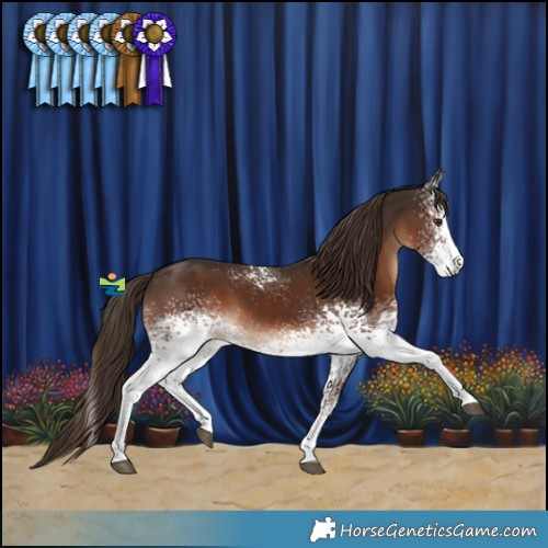 Horse Color:White Spotted Liver Chestnut 